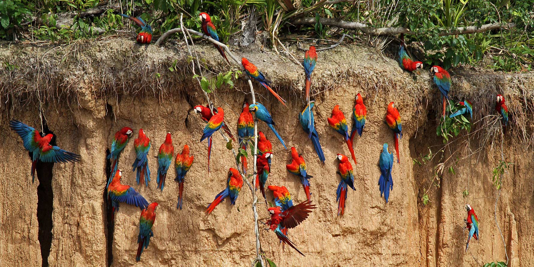 Macaw’s clay lick - PERU MYSTERIES AN EXCITING ADVENTURE