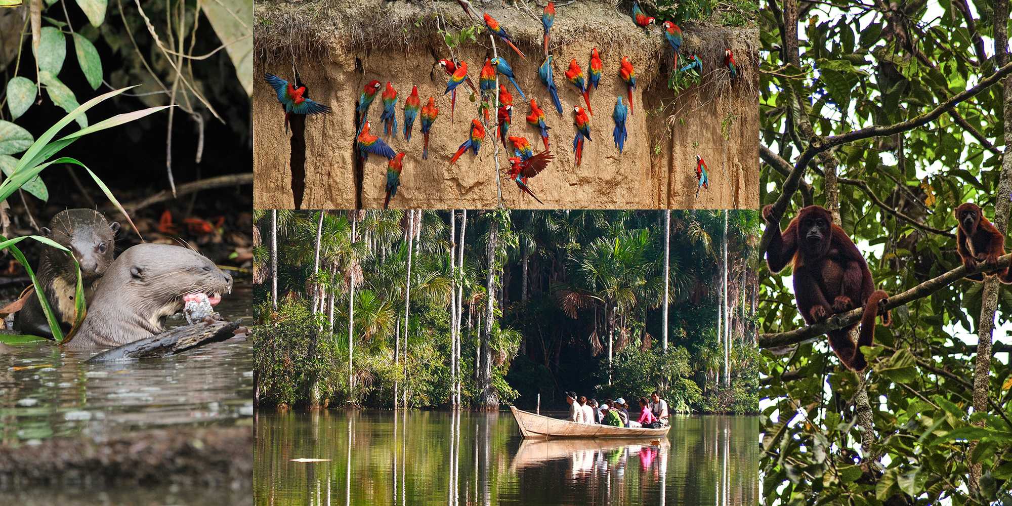 TAMBOPATA RAINFOREST PERU MYSTERIES