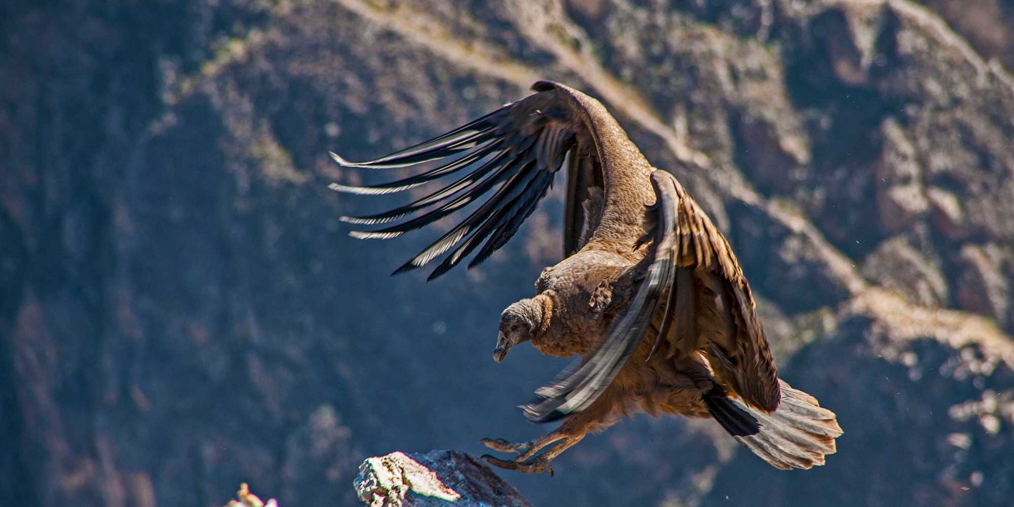 COLCA CANYON THE MAGESTIC CONDOR