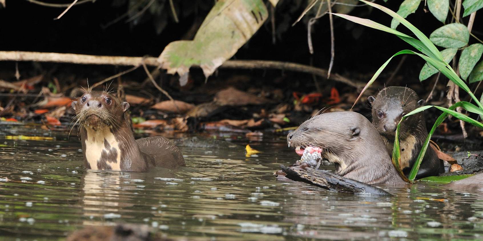 GIANT OTTER A UNIQUE LIFE