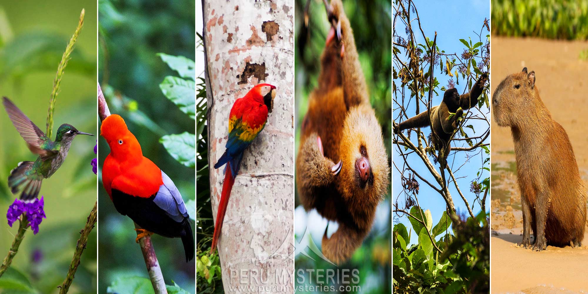 MANU NATIONAL PARK EVERYTHING IN ONE PLACE