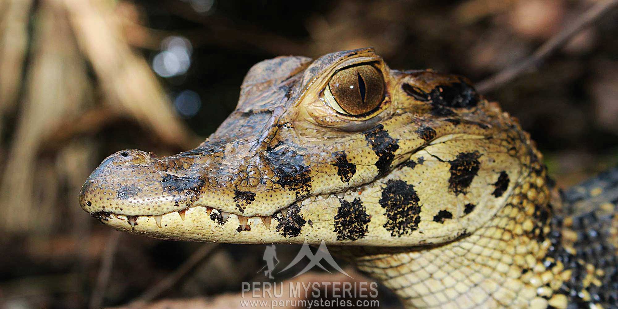 BLACK CAIMAN - MANU NATIONAL PARK A UNIQUE RESERVE