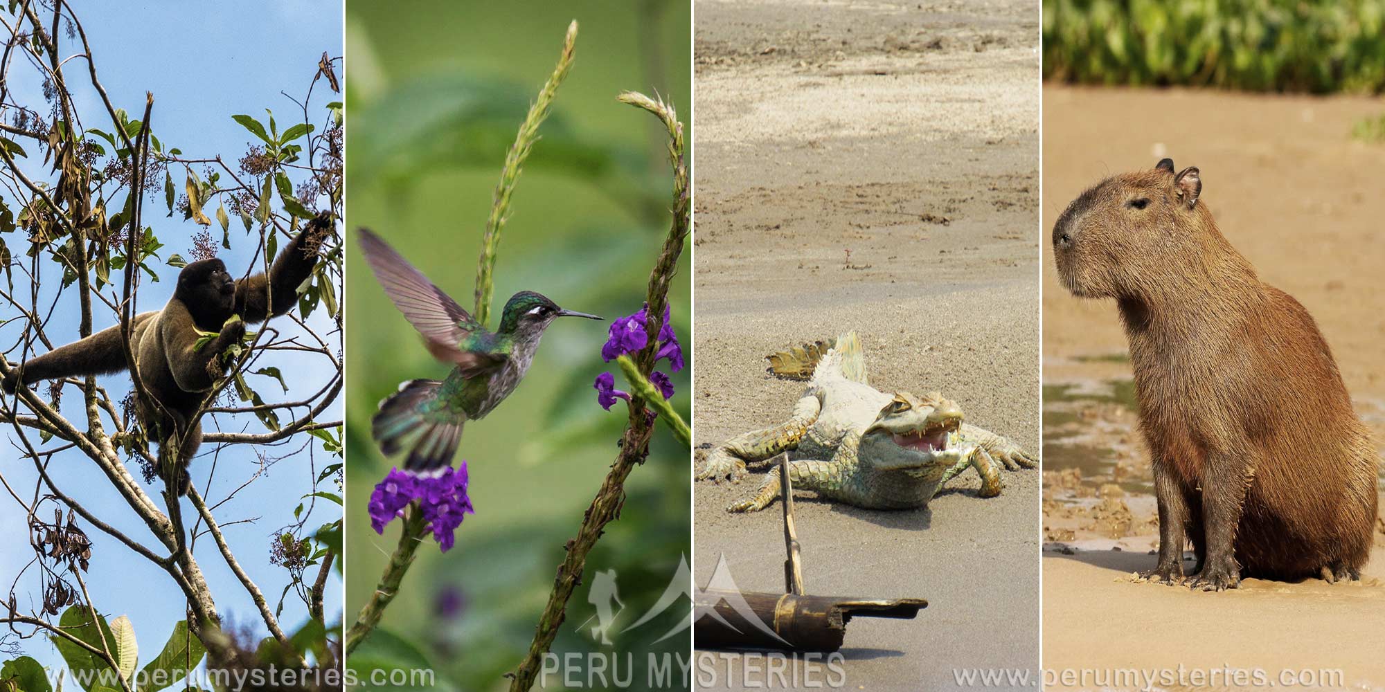 MANU NATIONAL PARK UNFORGETABLE EXPERIENCE