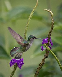 Manu National Park