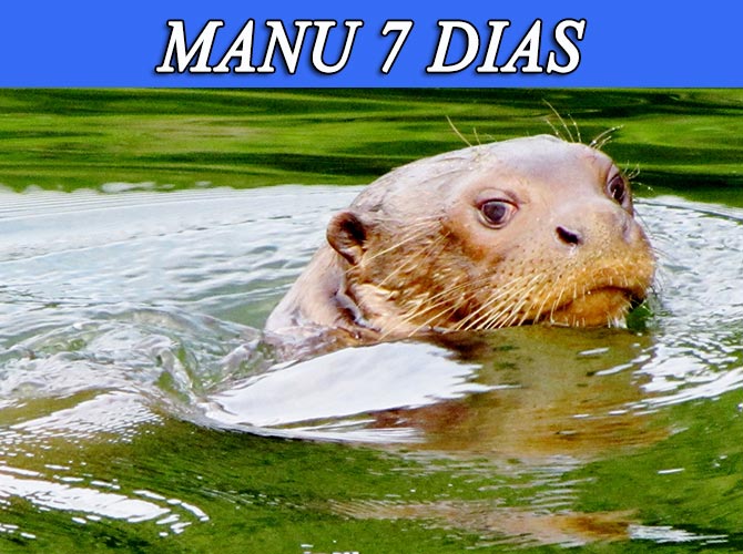 Visita el parque nacional del manu, zona reservada 7 dias