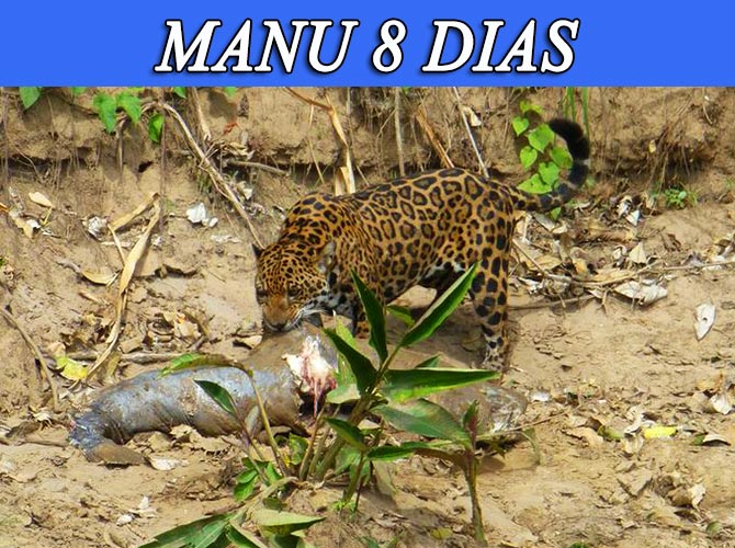 Visita el parque nacional del manu, zona reservada 8 dias